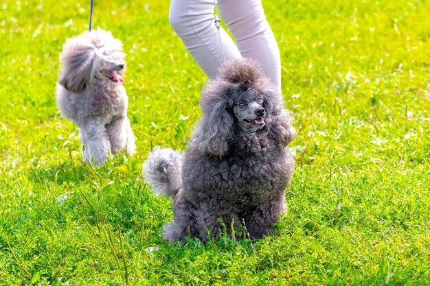 Caniches gris hirsutes dans le parc lors d'une promenade près de sa maîtresse