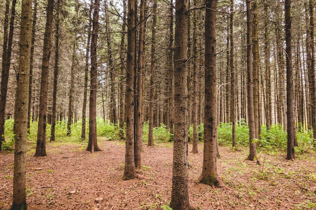 Canicule et période sans eau dans la forêt sempervirente