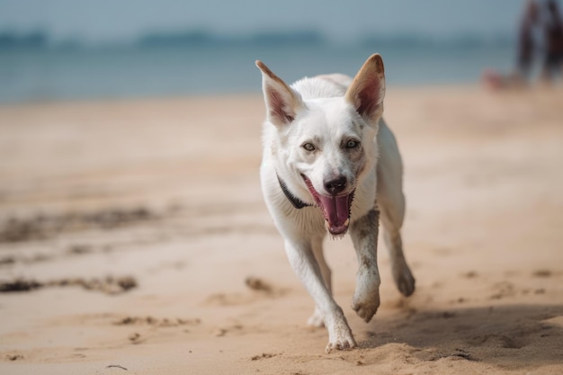 Canidé sur le sable