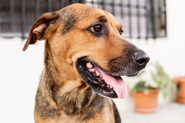 Canine femelle avec la langue qui sort