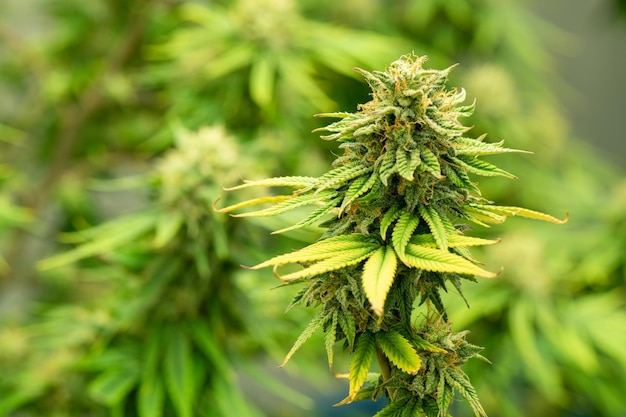 Cannabis en floraison prêt à être utilisé pour l'extraction de divers produits médicaux et alimentaires