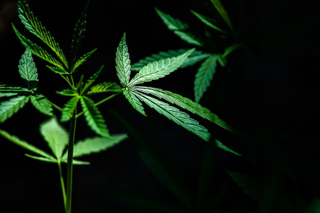 Cannabis sur fond noir