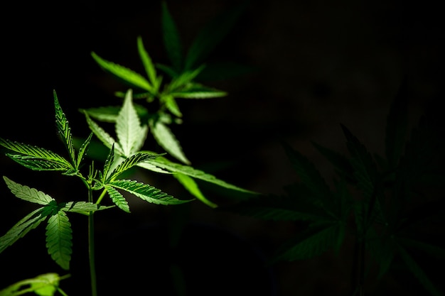 Cannabis sur fond noir