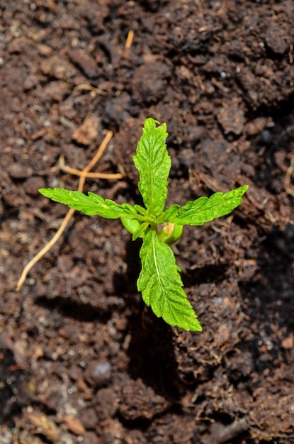 Cannabis Marijuana Green Young Plant sur le sol