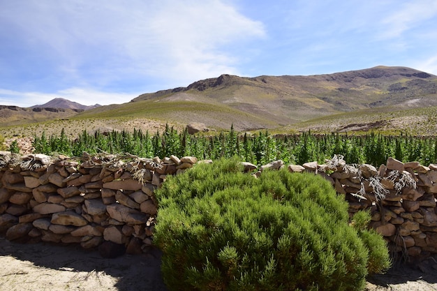 Le cannabis pousse derrière une clôture en pierre Visite tout-terrain sur le salar Salar de Uyuni en Bolivie