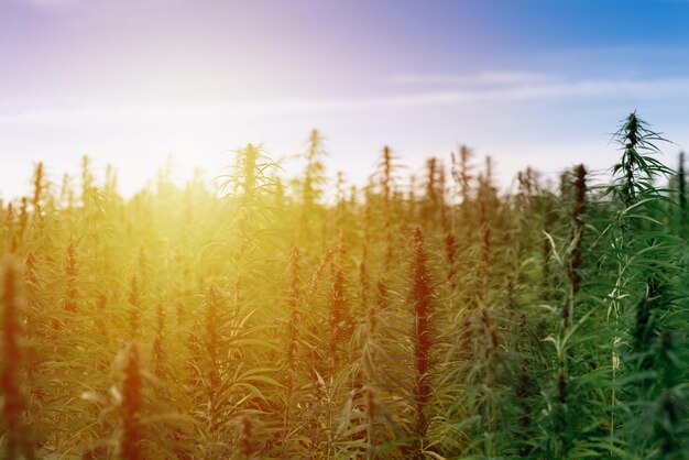 Photo cannabis sativa médical poussant à l'extérieur au coucher du soleil, plante de marijuana en plein air