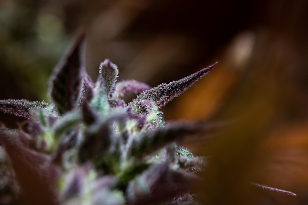 Cannabis trichome macro thc