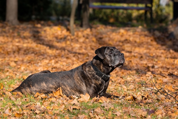 Canne chien Corso