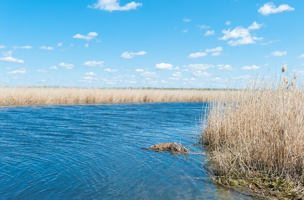 Canne sèche sur la rive du fleuve au printemps