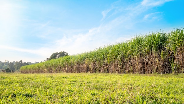 La canne à sucre dans les champs de canne à sucre pendant la saison des pluies a de la verdure et de la fraîcheur Montre la fertilité du sol