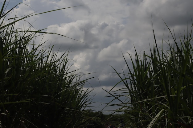 Canne à sucre, Inde