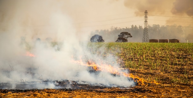 Canne à sucre Plantation de feu