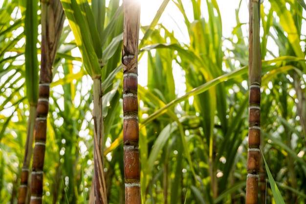 Photo canne à sucre plantée pour produire du sucre et de la nourriture industrie alimentaire