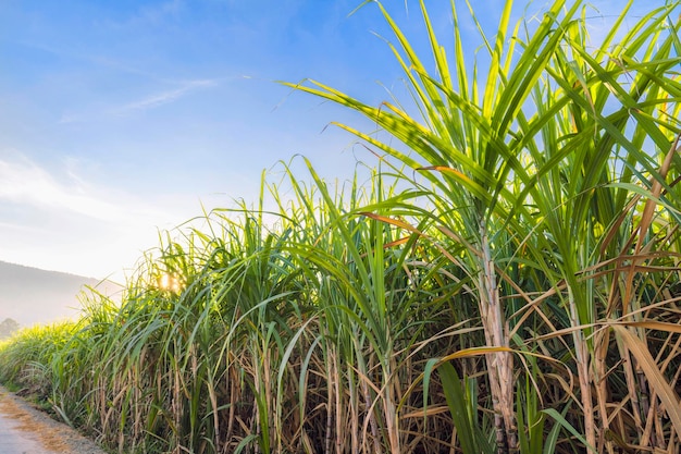 La canne à sucre pousse dans les champs au lever du soleil