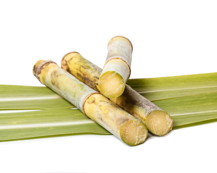 Canne à sucre verte fraîche coupée en tranches avant d'être pressée en sucre