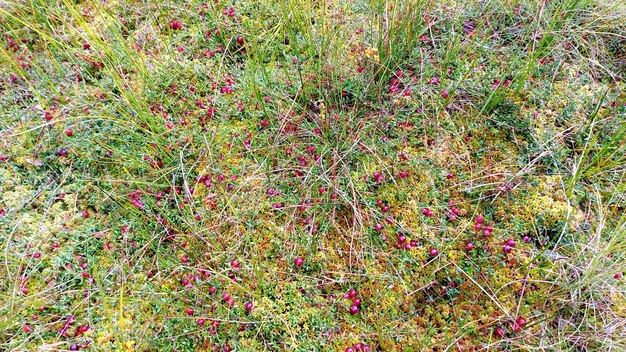 Canneberge sauvage mûre rouge sur la mousse verte de marais pendant l'automne