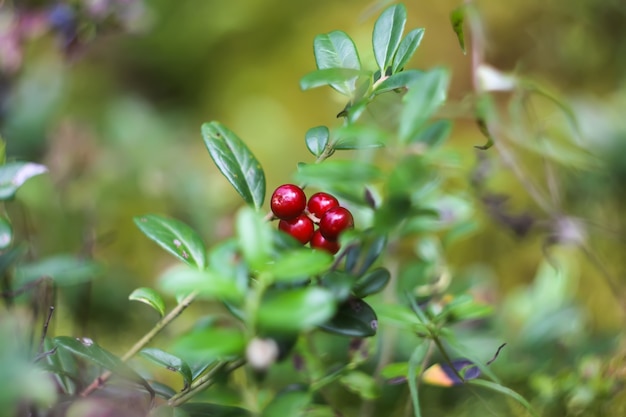 Canneberges mûres sauvages dans la forêt d'été.