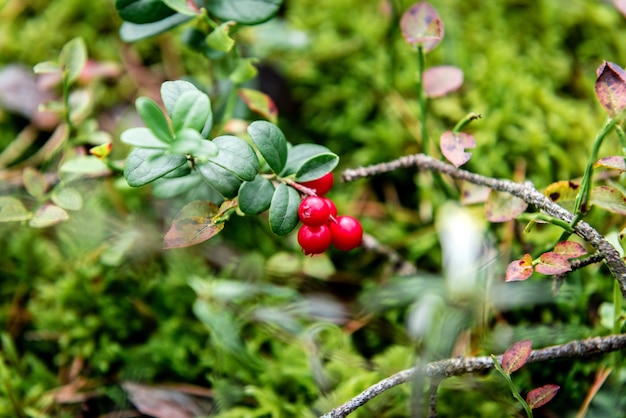 Les canneberges poussant dans la forêt au début de l'automne.