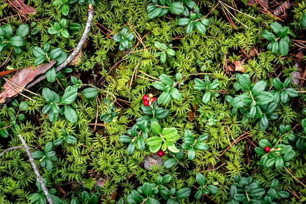 Les canneberges poussant dans la forêt au début de l'automne.