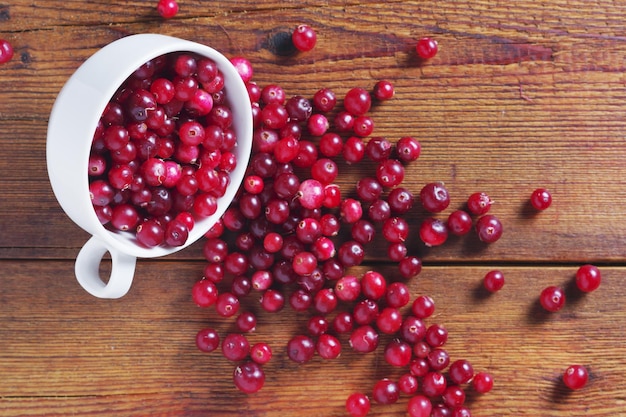 Des canneberges rouges fraîchement cueillies