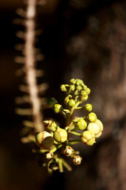 Cannonball Tree, fleur, Couroupita guianensis Aubl, Close up