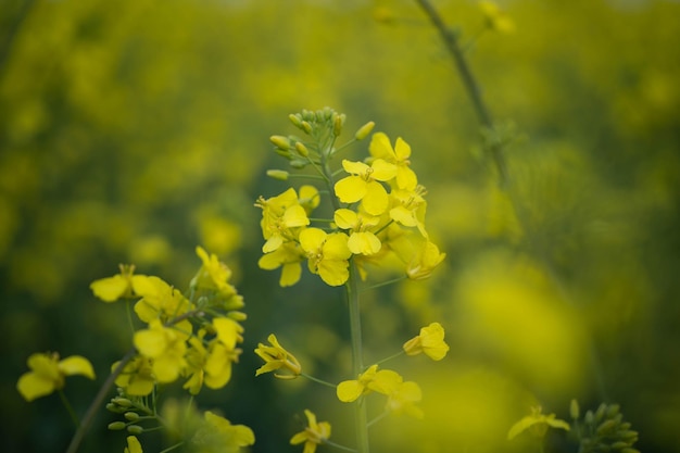 Le canola jaune en fleurs fleurit une nature incroyable parmi nous