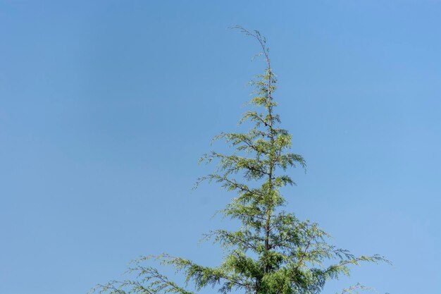 Canopée arborée avec ciel bleu en arrière-plan Ressources graphiques