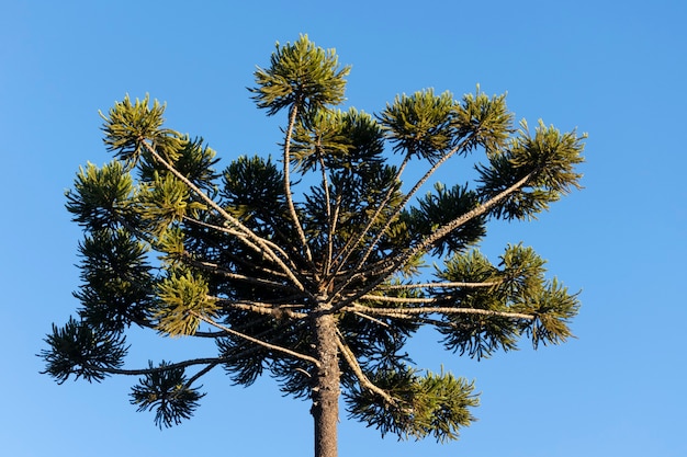 Canopée des arbres Araucaria et ciel bleu