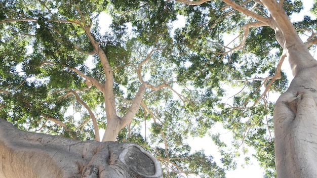 Canopée d'un grand arbre énorme dans la forêt de la jungle ou le grand magnolia géant de la forêt tropicale