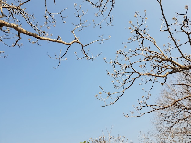 La canopée de Plumeria contraste avec la vue du ciel bleu