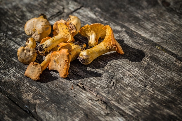 Cantharellus cibarius