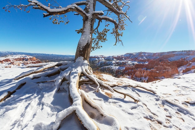 Canyon de Bryce avec de la neige en hiver.