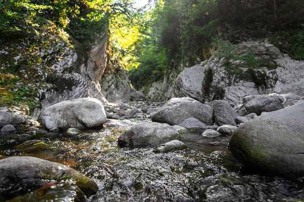 Photo canyon, rivière de montagne coule entre les white rocks, paysage forestier subtropical. bois d'if-buis, parc national de sotchi