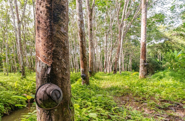 Caoutchouc latex, Hévéa, Plantation et arbre à caoutchouc dans le sud de la Thaïlande