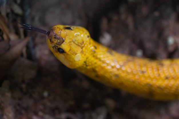 Le Cape Cobra Naja nivea aussi appelé le cobra jaune