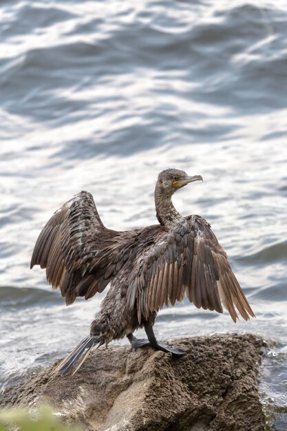 Cape cormoran Phalacrocorax capensis est assis sur une branche près d'un lac par une journée ensoleillée