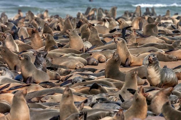 Cape Cross Seal Colony Skeleton Coast Namibie
