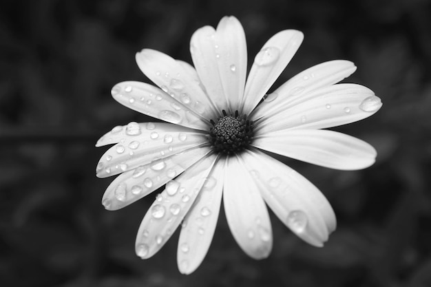 Cape Daisy fleur avec des gouttelettes d'eau en monochrome