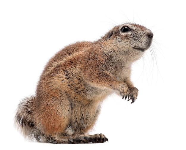 Cape Ground Squirrel, Xerus inauris, debout contre l'espace blanc