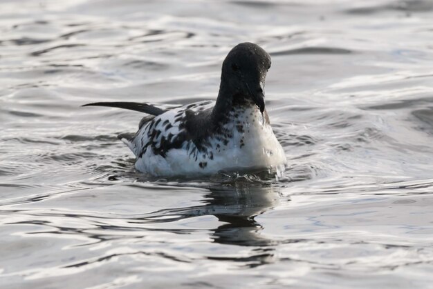 Cape Petrel nourrir l'île de la Déception Antarctique