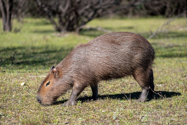 Photo capibara manger
