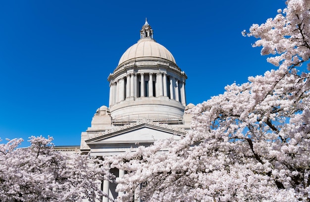 Capitole des États-Unis avec fleur de sakura Bâtiment législatif du Capitole de l'État de Washington à Olympie