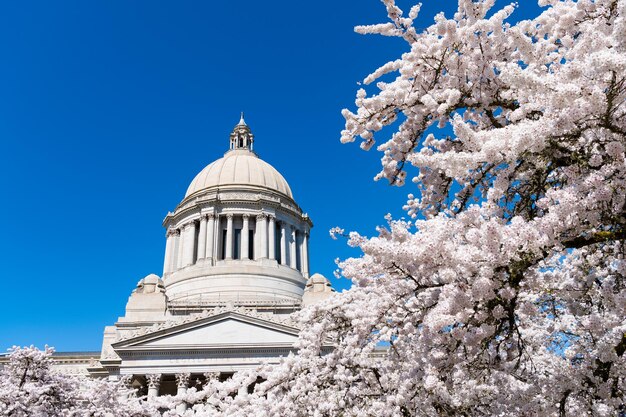 Capitole des États-Unis avec floraison de sakura Washington State Capitol Legislative Building