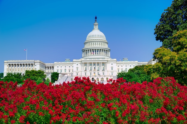 Capitole de Washington DC fleurs roses USA