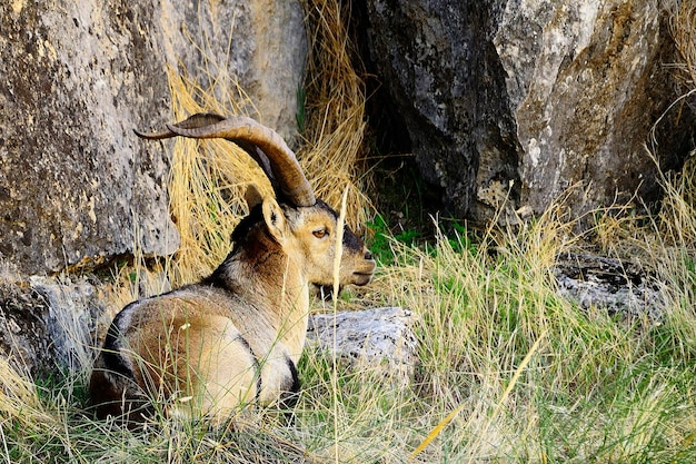 Capra pyrenaica - La chèvre de montagne ou bouquetin ibérique est l'une des espèces de bovidés du genre Capra