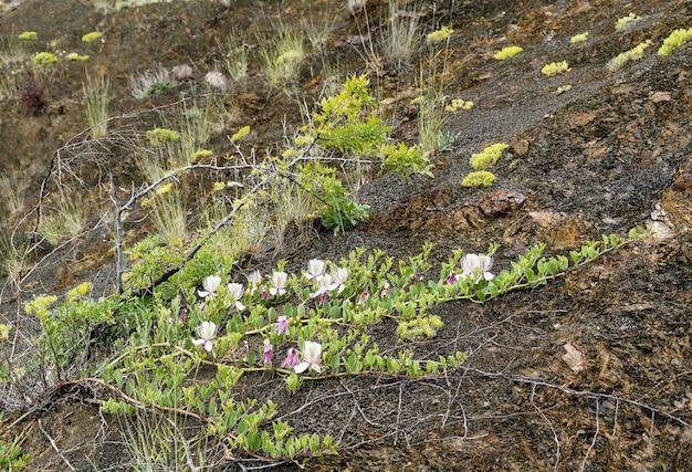 Les câpres sont des herbacées, une plante à fleurs à flanc de montagne. Crimée.