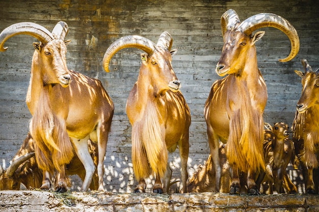 Photo capricorne, beau groupe de bouquetins espagnols, animal typique