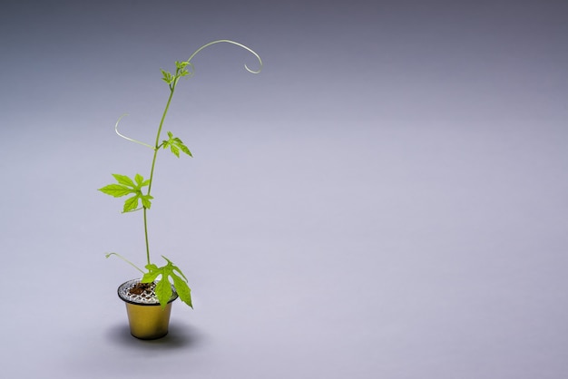 capsule de café réutilisée artistiquement comme une petite cruche avec une plante rampante poussant hors de la capsule