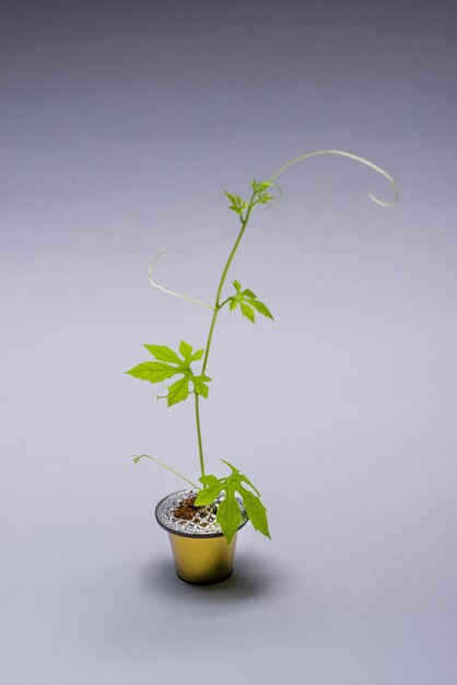 capsule de café réutilisée artistiquement comme une petite cruche avec une plante rampante poussant hors de la capsule