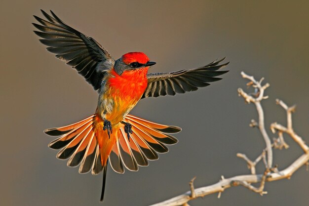 Un capteur de mouches vermillon affichant son plumage ardent